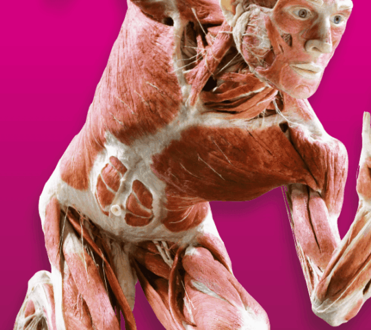 BODY WORLDS Berlim